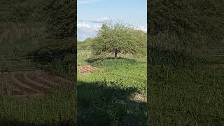 Finca Don Julio Ardiles Santiago del Estero Argentina