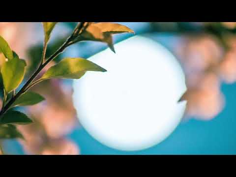 素人ア‐カペラ「夜の訪問者」小川順子/ covered by さくら🌸