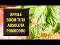 Aprile il mese del Boom della Tuta Absoluta nel Pomodoro
