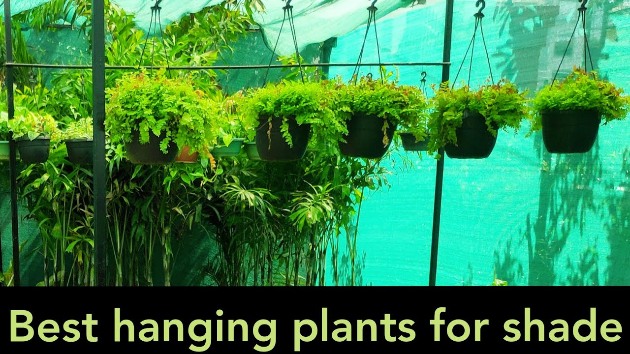 Best hanging basket plants for shade names n care, summer hanging