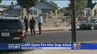 Dogs Attack Woman At Home; 1 Shot, 1 Taken Into Custody