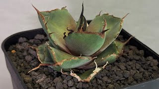 アガベ・チタノタ 黒豹（芽）-058｜agave titanota black panther