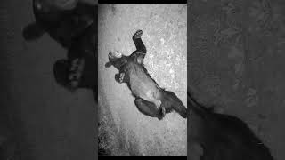A Very Tired Bear! #Securty Camera, #shorts, #Bear