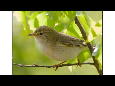 Узнала,кто поёт за моим,окном.(ПЕНОЧКА ВЕСНИЧКА)&#55357;&#56358;&#55357;&#56358;&#55357;&#56358;&#55357;&#56358;&#55357;&#56358;