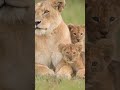 #animals #beautiful #nature #cute #petlover