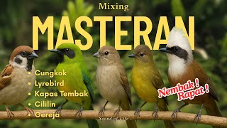 Download Lagu MASTERAN FULL TEMBAKAN KERAS! RAPET! JERNIH! Cungkok, Lyrebird, Kapas Tembak, Cililin, Gereja MP3 Download Lagu MASTERAN FULL TEMBAKAN KERAS! RAPET! JERNIH! Cungkok, Lyrebird, Kapas Tembak, Cililin, Gereja MP3