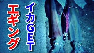 エギングでイカが釣れたよ！佐賀呼子
