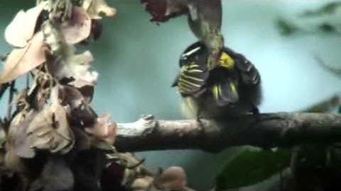 Yellow-rumped Tinkerbird