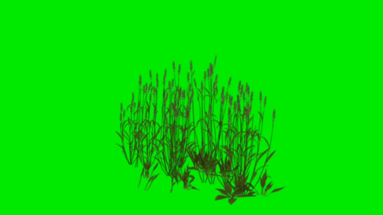 Wheat grass Green Screen background Animation Effects HD Footage - YouTube