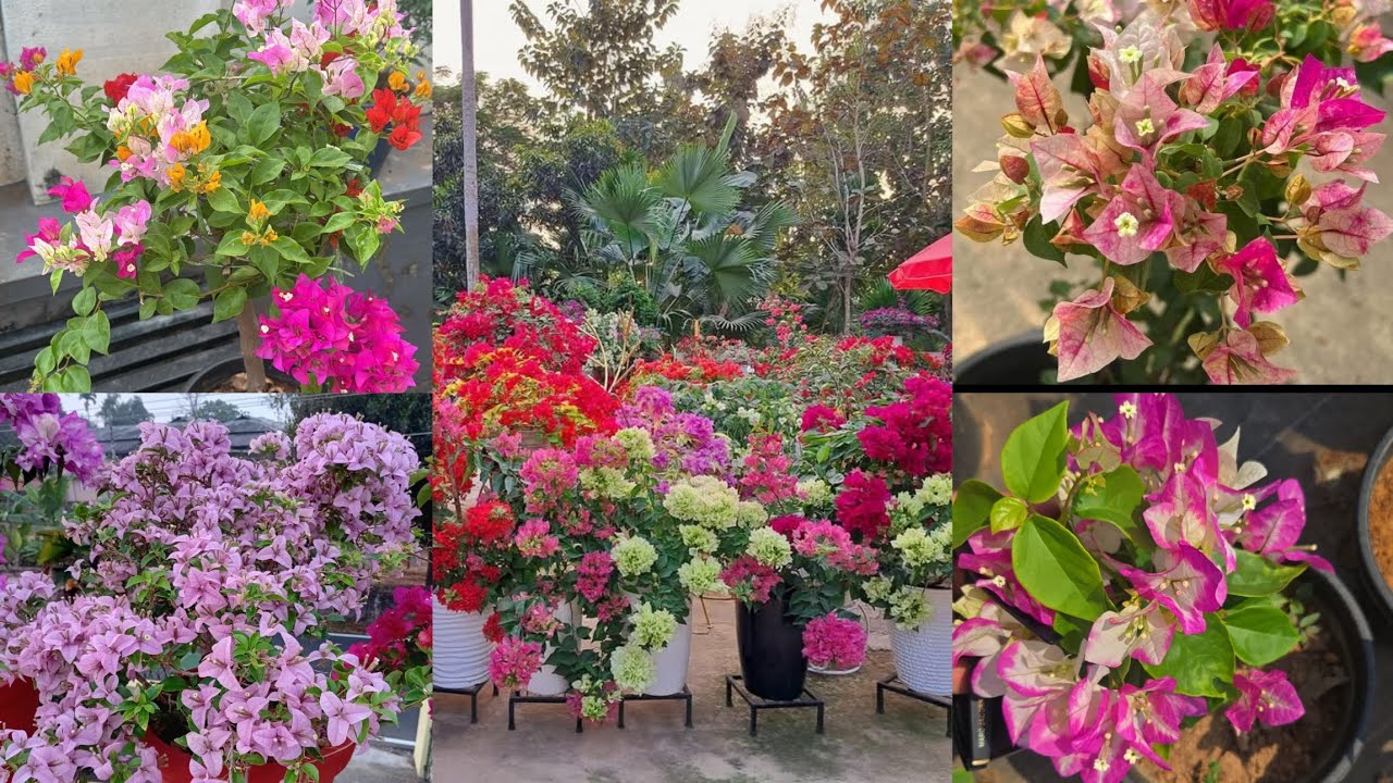 Hybrid Thailand variety Bougainvilla at low price!!|Bougainvilla|Plants|Zahar Gardens|