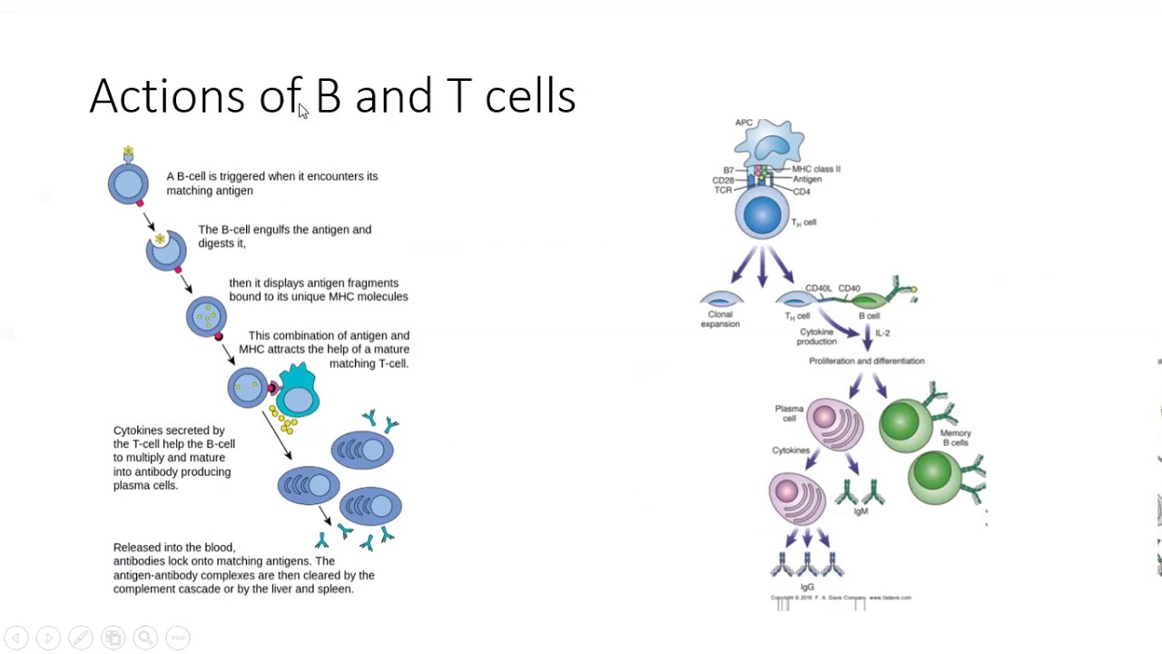 chapter 5 antibodies YouTube