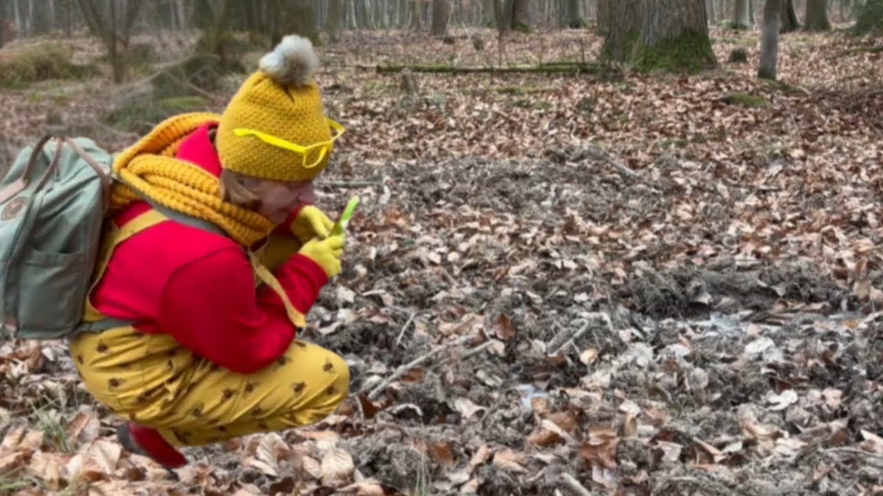 Was machen die Tiere im Winter im Wald? 🌲❄️