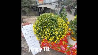 Happy Tết from #ohtrees