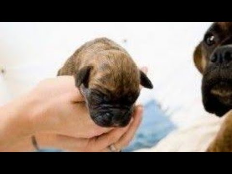 ¿A que edad abren los ojos y orejas los cachorros?? hqdefault