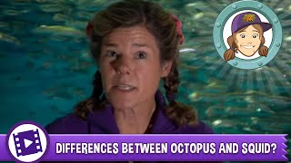 Animal Jam - Ask Tierney: What's the difference between an octopus and a squid