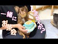 飼い主が一度は必ずやってしまうドギボーあるある