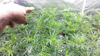 Medical marijuana grow, veg tent Update,