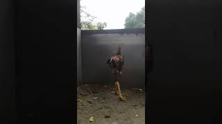 Frango Índio Gigante, Criatório - César Wanderlei - Manaus Am