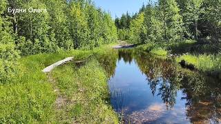 Поход в лес. Иду по следам медведя. Поляна морошки. Купил нужные вещи. 07.06.26