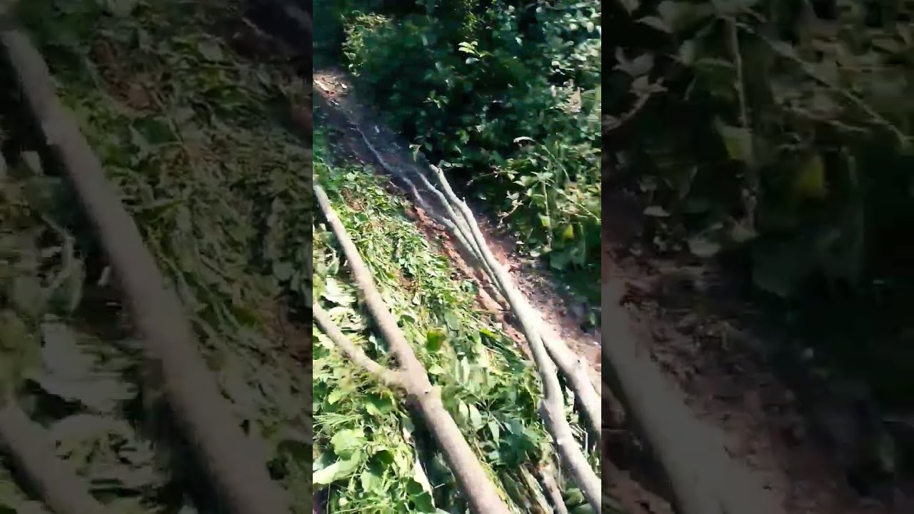 трактор T 244 THL в роботі