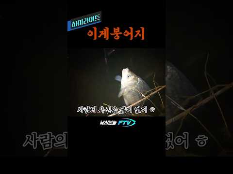 #붕어낚시 #산란기 #<strong>대물낚시</strong>