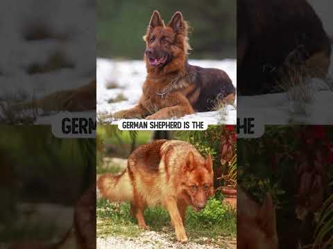 8 True German