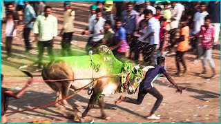 😱 இ,காட்டூர் எருதாட்டம் 💥 #jallikattu #bull #jallikattu #cow