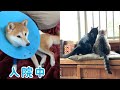 ももがいない日 Days without Momo