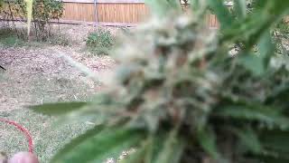 10/08/2022 Organic Marijuana harvest season!