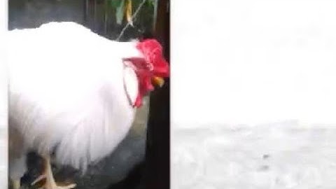 Probably the most low effort fnf mod