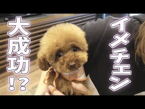 初めてのお留守番に涙 トイプードルの子犬ちゃん 一部閲覧注意 Youtube