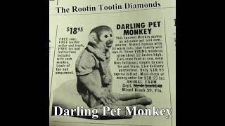 Darling Pet Monkey