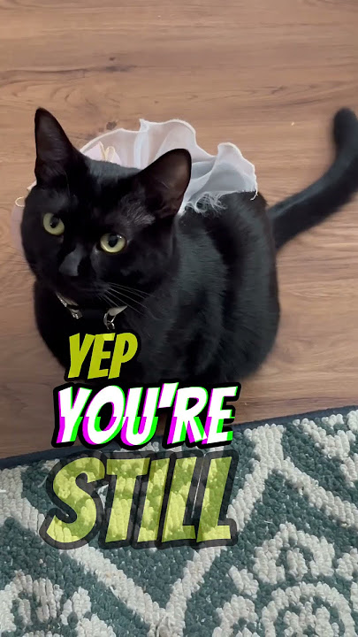 Wait a minute #catlovers #cat #viral #yinyangwhiskers