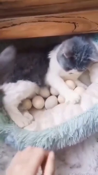 are-cats-affectionate-cat-youtube-video-youtubeshort-shortvideo