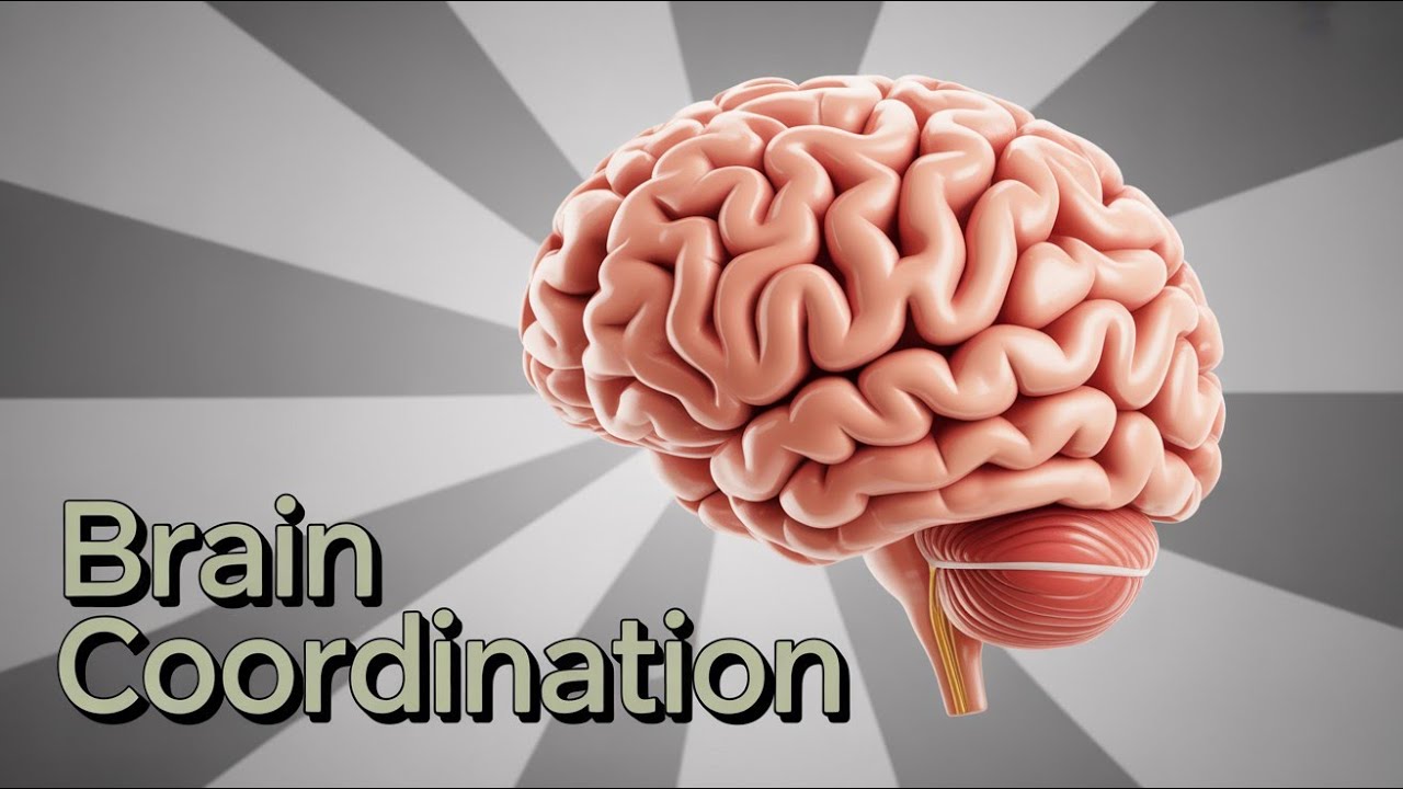 Cerebellum Explained: The Brain's Master Coordinator
