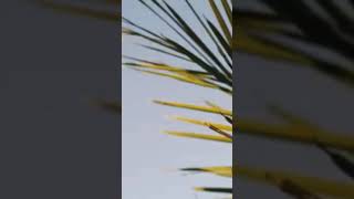#shorts LiQWYD  - Let Go (Vlog No Copyright Music) #youtubeshorts #shorts
