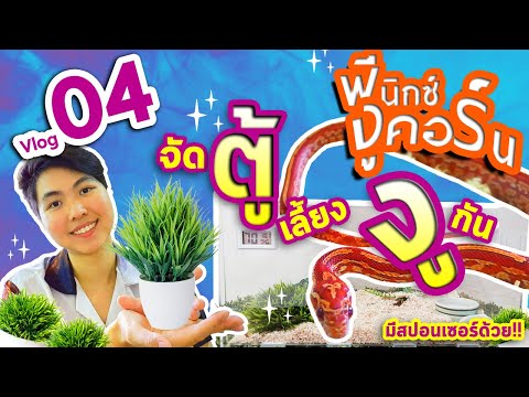 ฟีนิกซ์งูคอร์น Vlog04 : จัดตู้เลี้ยงงู Corn Snake กัน l อะคริลิค l อุปกรณ์ตกแต่ง l ย้ายเข้าบ้านใหม่