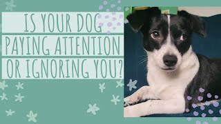 How to get your Dog to pay Attention and Listen to You