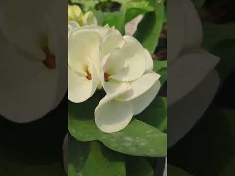 วีดีโอ: ข้อมูลดอกไม้ลูกไม้สีขาว – เรียนรู้วิธีปลูกพืชดอกไม้ลูกไม้สีขาว