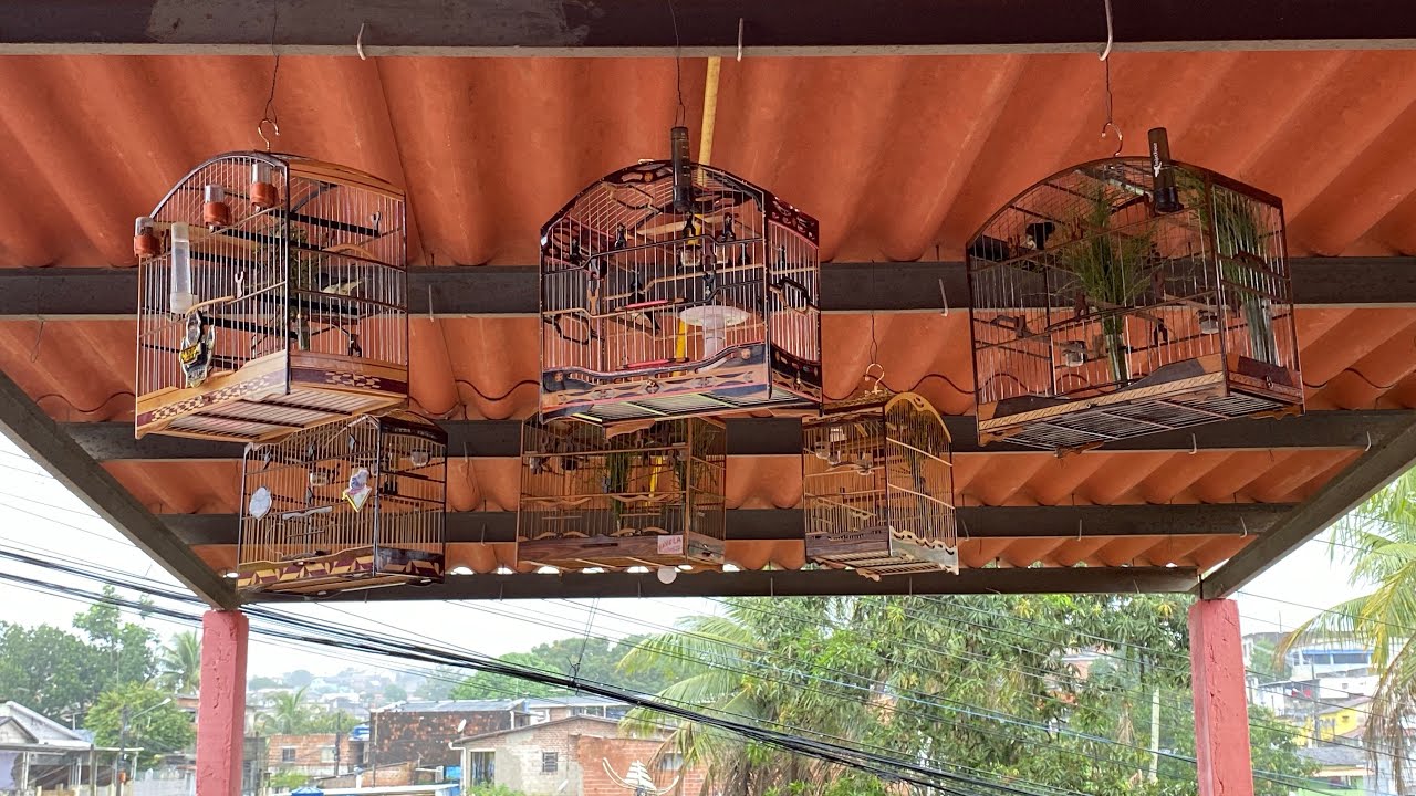 BADERNA DE PAPA-CAPIM PARA ESQUENTAR SEU COLEIRO