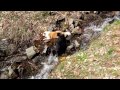 Dogs at Waterfall 1