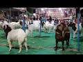 Kontes kambing boer piala bupati cup kediri di pasar hewan ngadiluwih kediri
