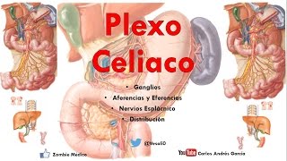 Anatomy - Solar or Celiac Plexus (Ganglia, Afferents, Branches) screenshot 5