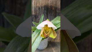 Download Lagu ORCHID #flowers #shortsfeed #youtubeshorts MP3 Download Lagu ORCHID #flowers #shortsfeed #youtubeshorts MP3