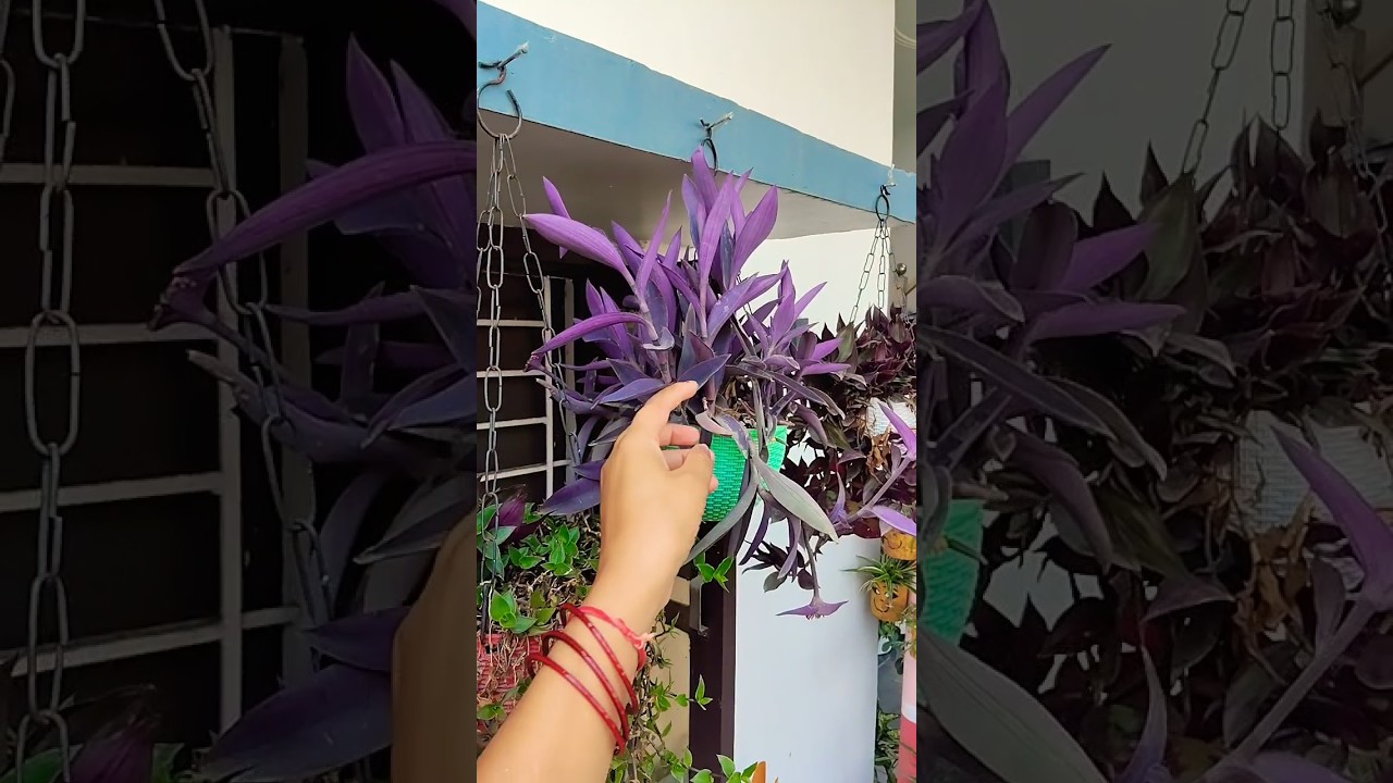 best hanging plant purple heart #terracegardenindia #plants #homegardening #gardening
