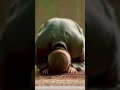 آمین 🤲🏻 #viral #sajdahub #shorts #islam #facts #trending #new #amin #ajmalrazaqadri #shorts #short