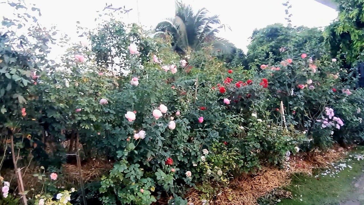 พาชมสวนกุหลาบข้างบ้าน 484 ใส่ขี้เถ้าเพื่อบำรุงกุหลาบไปด้วยกันนะคะ