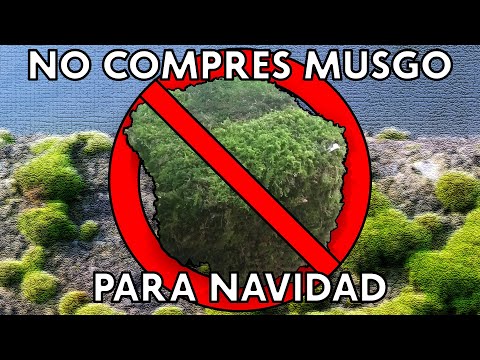 La importancia de los musgos - No compres musgo para navidad