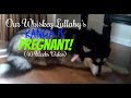 Kanga the Husky 40 Days Pregnant