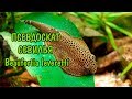 ПСЕВДОСКАТ СЕВИЛЬЯ (Beaufortia leveretti)